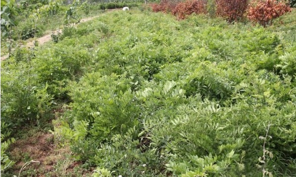 1628667214905838.jpg image.jpg