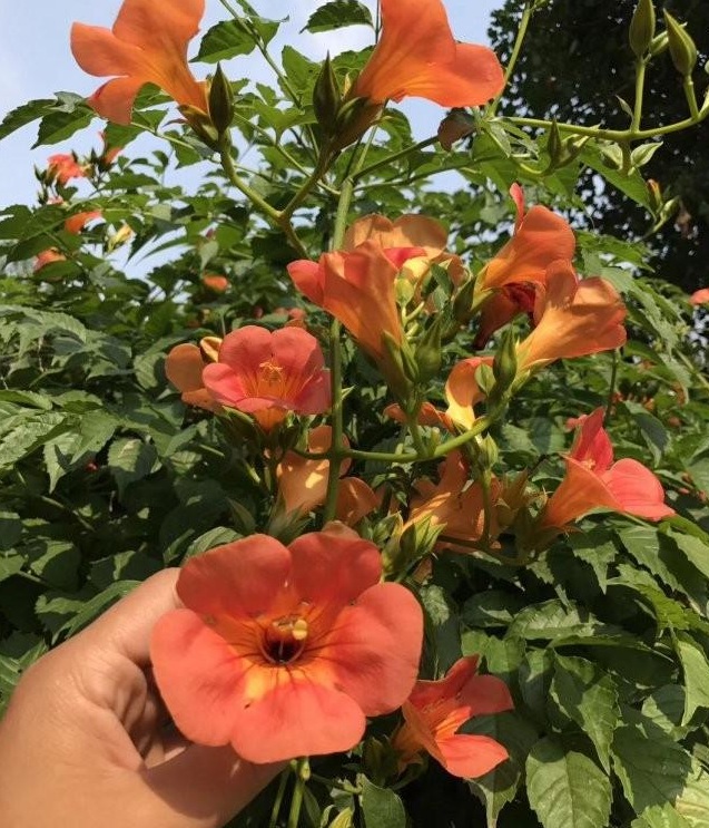 1628667303119141.jpg image.jpg