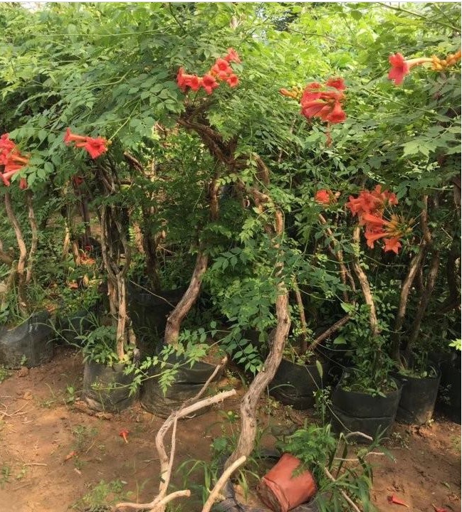 1628667322882891.jpg image.jpg