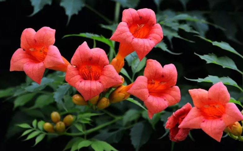 1628667722386727.jpg 凌霄花1.jpg