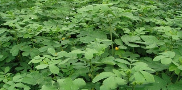 1628667969192454.jpg image.jpg