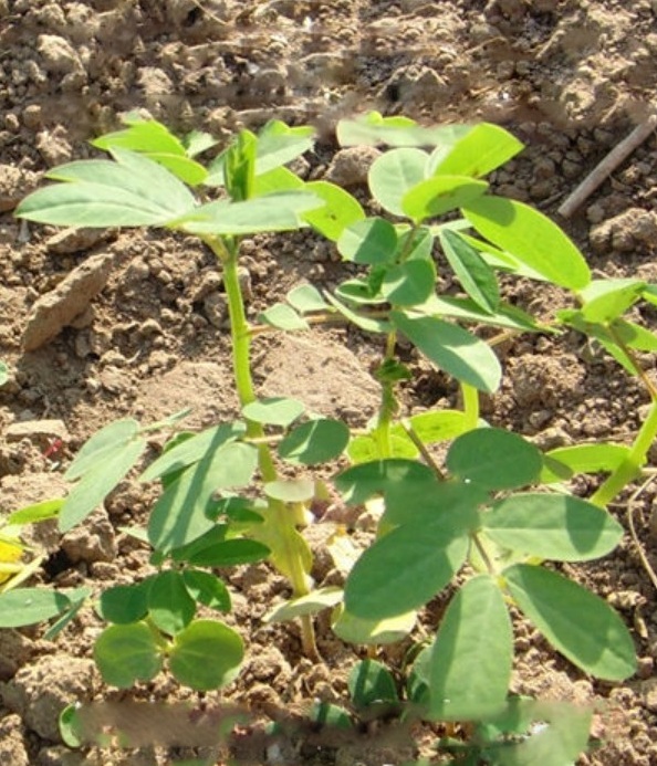 1628667978681900.jpg image.jpg