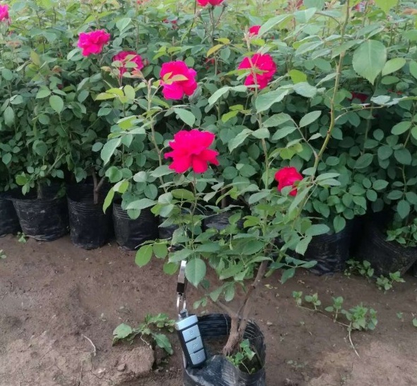 1628668513529790.jpg image.jpg