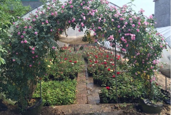 1628668664804593.jpg image.jpg