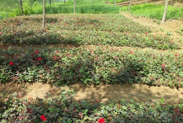 1628668737737075.jpg image.jpg