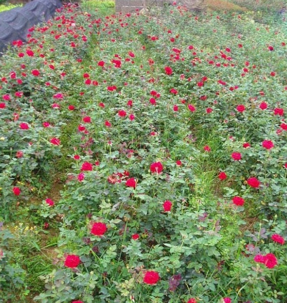 1628668753465716.jpg image.jpg