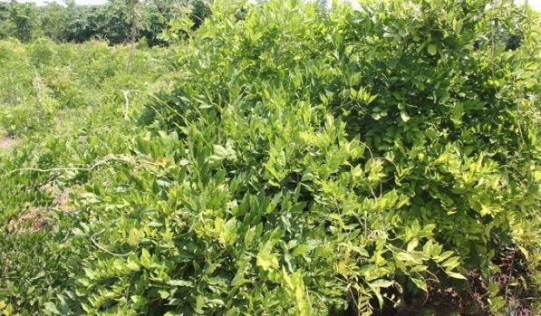 1628668826234483.jpg image.jpg