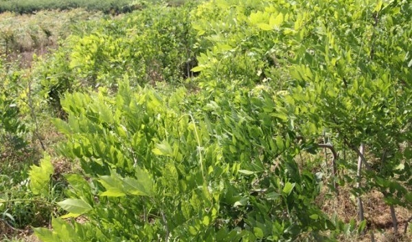 1628668840871767.jpg image.jpg