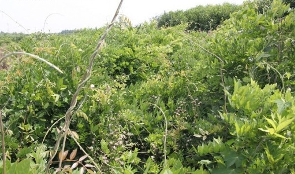 1628668849280939.jpg image.jpg