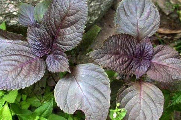 1628668928186406.jpg 紫色蘇222.jpg