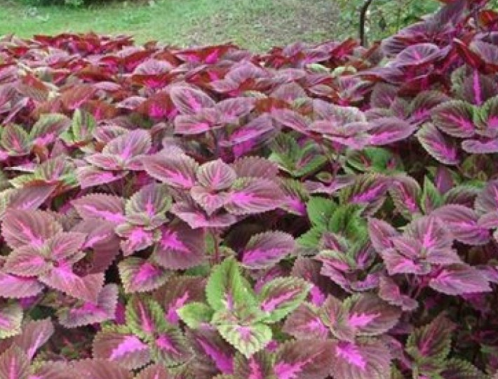 1628668948530300.jpg 紫色蘇333.jpg