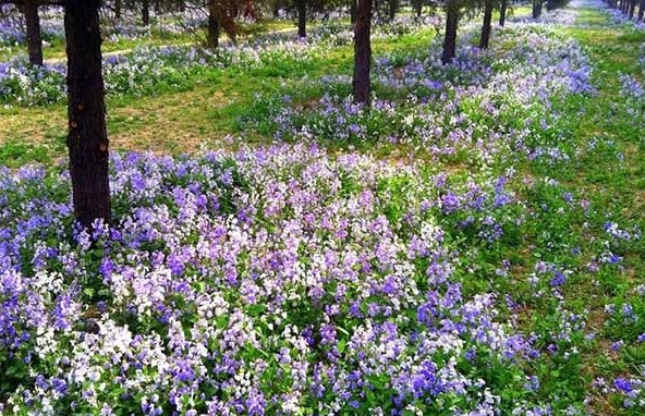 1628668968731847.jpg image.jpg