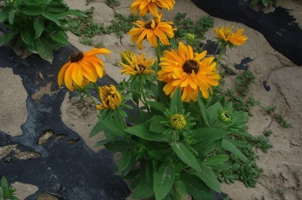 1628669157653376.jpg image.jpg