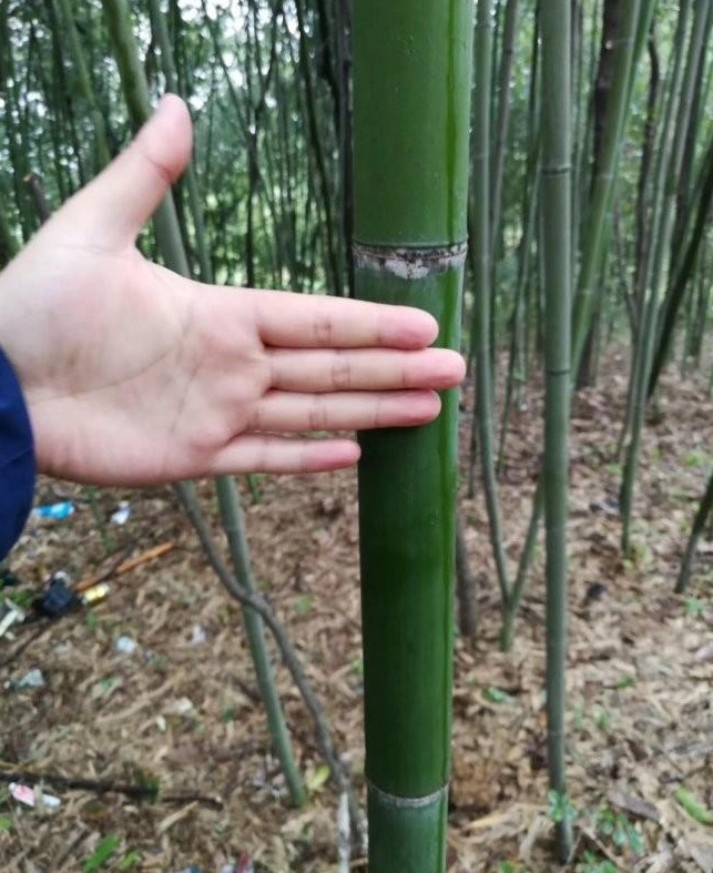 1628669342686298.jpg image.jpg