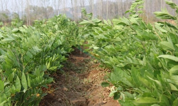 1628669428458919.jpg image.jpg