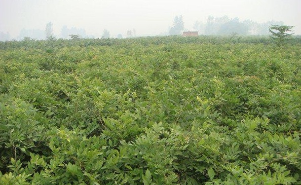 1628669437101900.jpg image.jpg