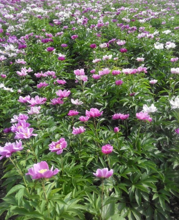 1628669615341300.jpg image.jpg