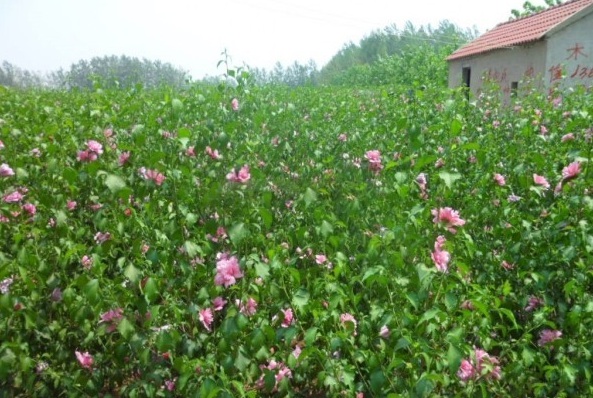 1628669692285087.jpg image.jpg