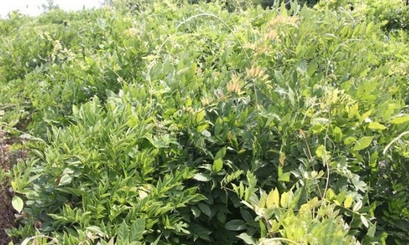 1628669789772115.jpg image.jpg