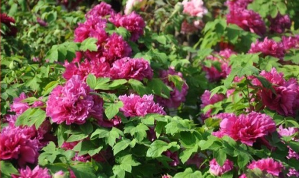 1628670401955149.jpg image.jpg