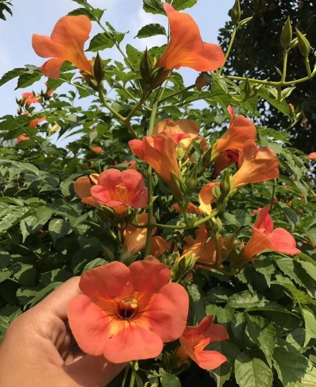 1628670683161511.jpg image.jpg