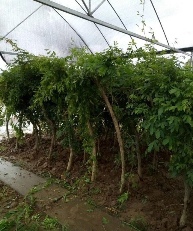 1628670699767119.jpg image.jpg