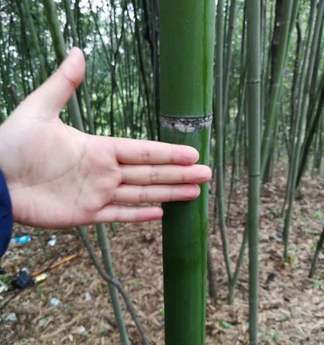 1628671491611737.jpg image.jpg