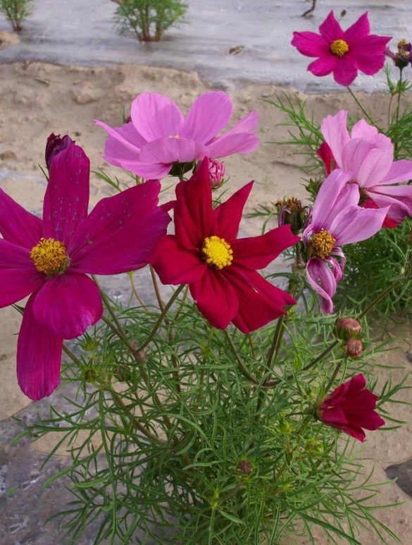 1628672096180328.jpg image.jpg