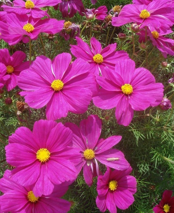 1628672106842627.jpg image.jpg