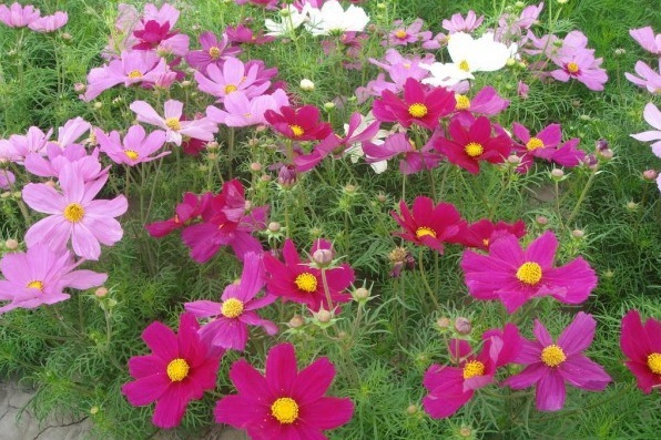 1628672117298931.jpg image.jpg