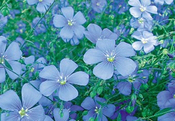 1628672865613150.jpg 藍(lán)花1111.jpg