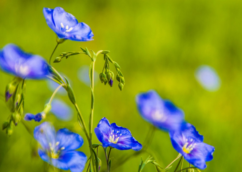 1628672905669081.jpg 藍(lán)花22222.jpg