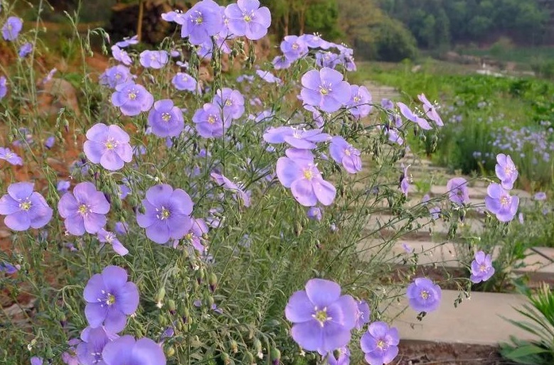 1628672941400914.jpg 藍(lán)花33333.jpg