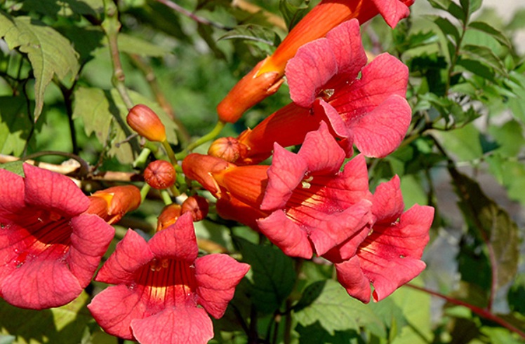 1628674348742049.jpg 美國凌霄55555.jpg