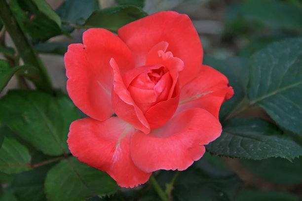 1628679069168308.jpg be7c0421704bca16cbb351ab057d9db2_t01016ce203e46b0377.jpg