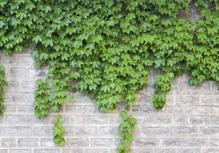 1628679075400330.jpg 爬山虎1.jpg