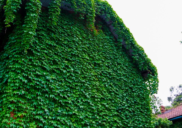 1628679096578446.jpg 爬山虎2.jpg