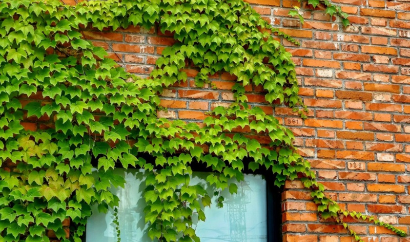 1628679116445265.jpg 爬山虎3.jpg