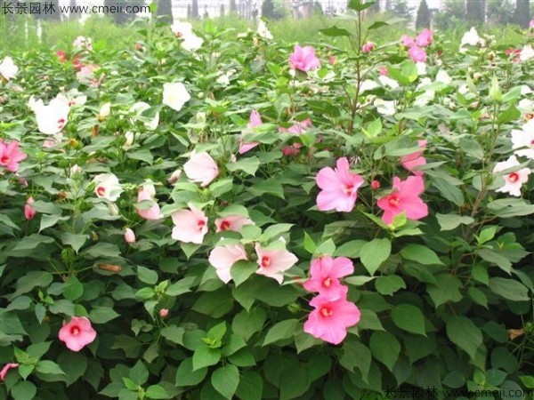 1628679720155360.jpg 5cbcb509c6db8daceee6e401203dca24_1-1F5061SG35V.jpg