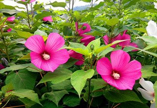 1628679745528932.jpg 1628679745528932.jpg