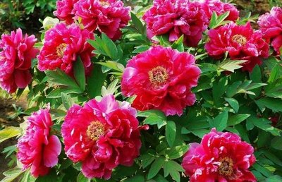 1628682035858936.jpg 1628682035858936.jpg