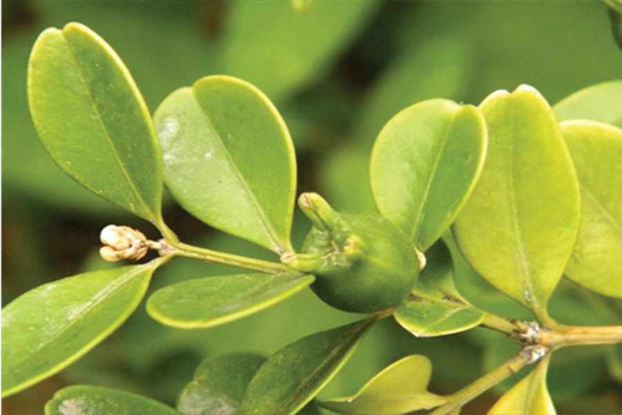 1628683344967386.jpg 1628683344967386.jpg