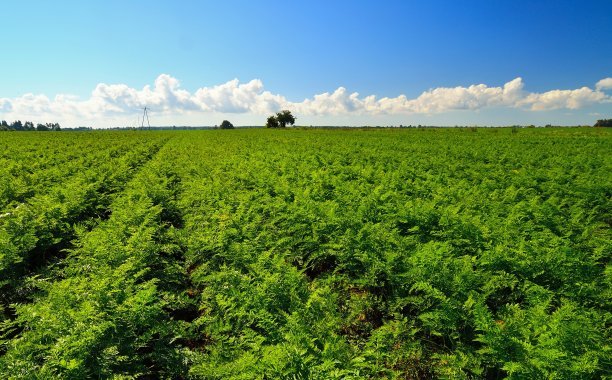 1628683394416423.jpg 1628683394416423.jpg