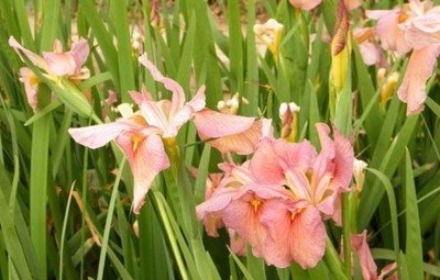 1628684383126947.jpg 1628684383126947.jpg