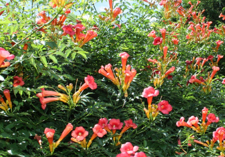 1628686317226212.jpg 凌霄花55555555555555.jpg