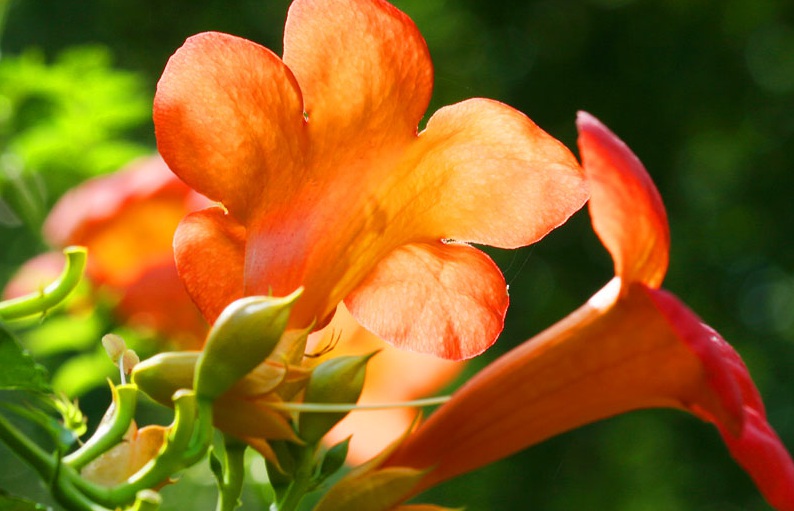 1628686341648799.jpg 美國凌霄3333.jpg