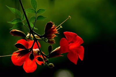 1628766726850997.jpg 1628766726850997.jpg