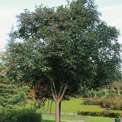 1628769253862117.jpg 1628769253862117.jpg