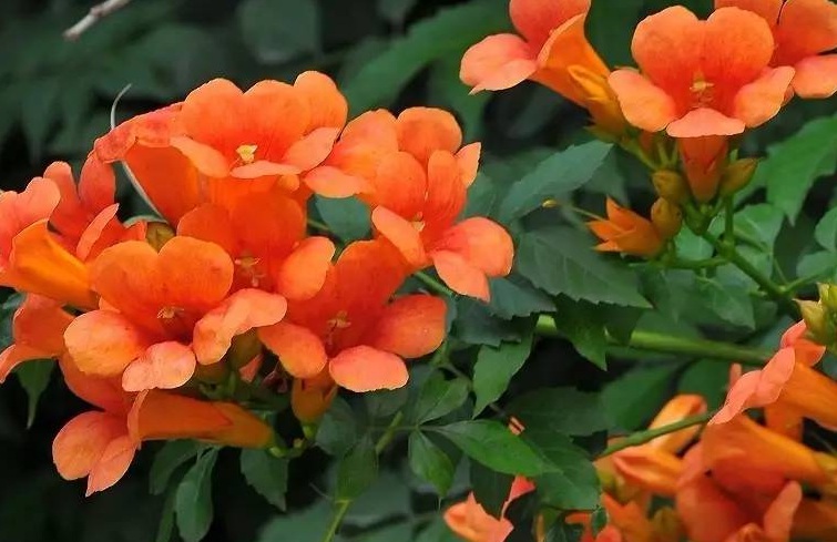 1628770699907369.jpg 凌霄花3.jpg