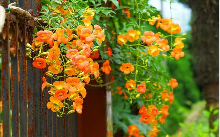 1628770742793829.jpg 凌霄花2.jpg